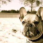 Französische Bulldogge am Strand