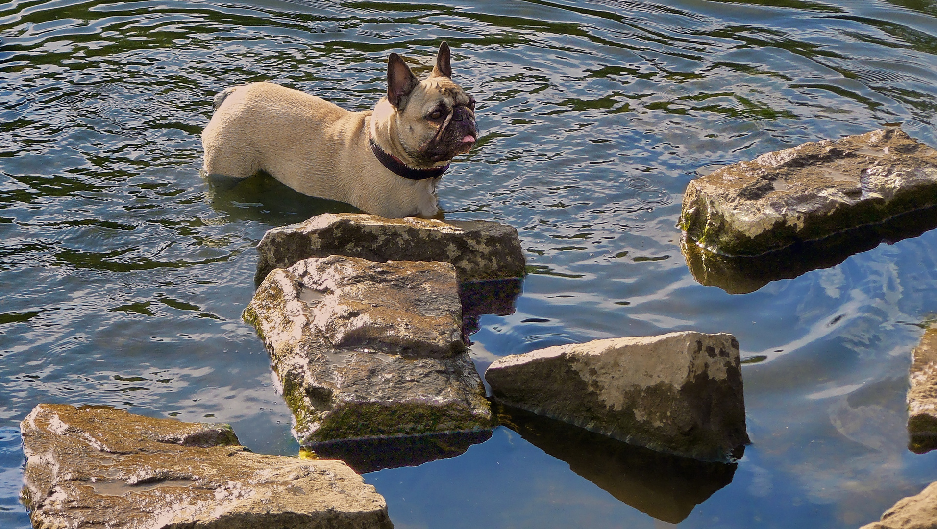 Französische Bulldogge Amy