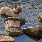 Französische Bulldogge Amy