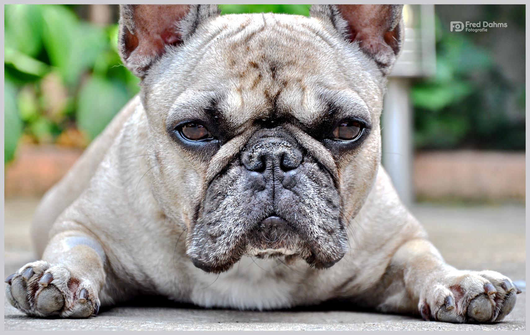 Französische Bulldogge, Amy