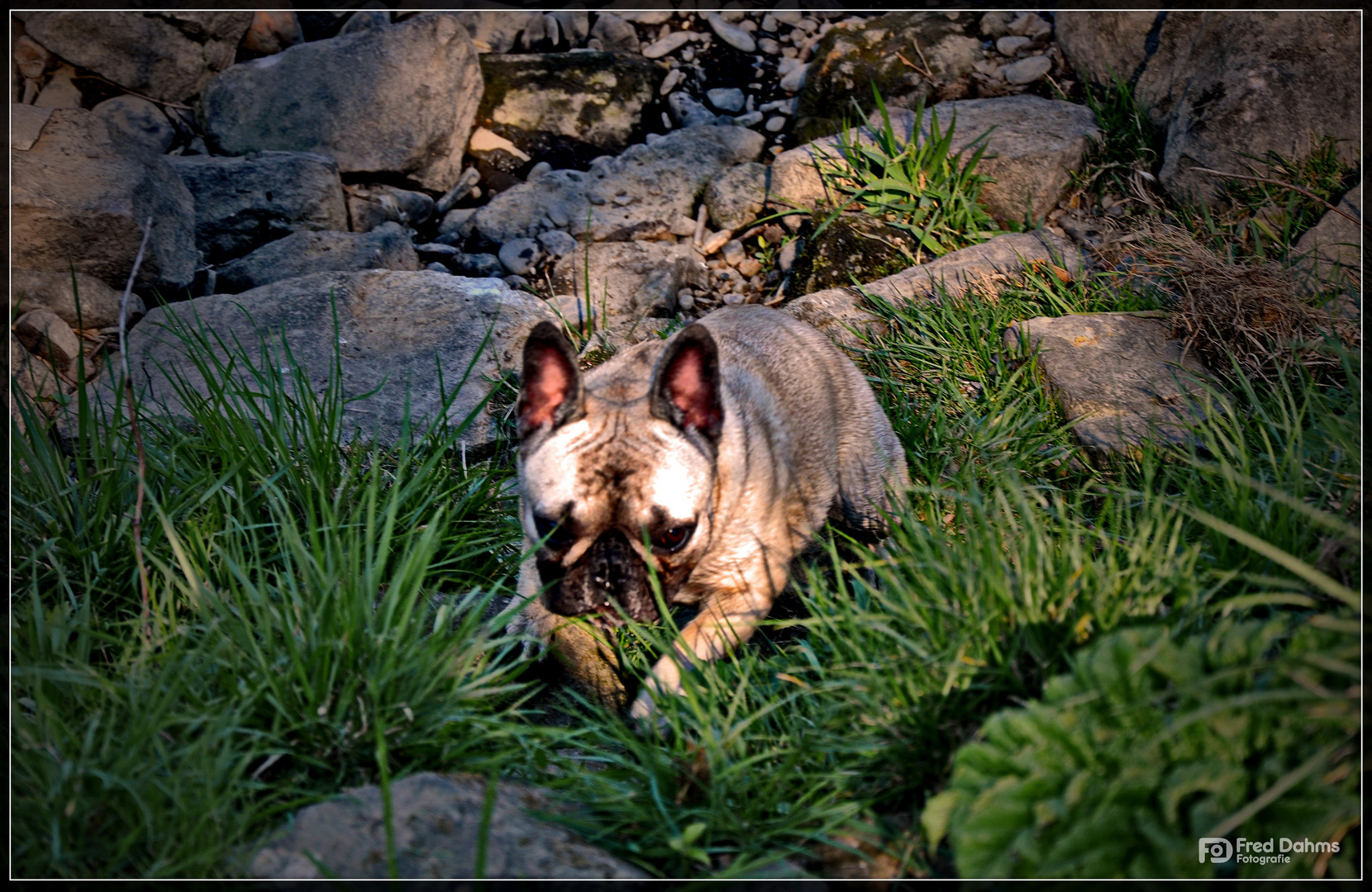 Französische Bulldogge, Amy