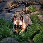 Französische Bulldogge, Amy