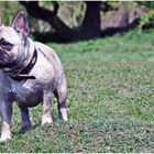 Französische Bulldogge, Amy