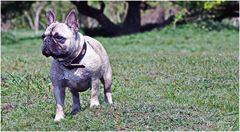 Französische Bulldogge, Amy