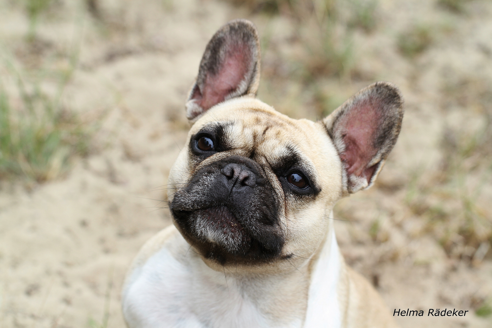 Französische Bulldogge Bailey