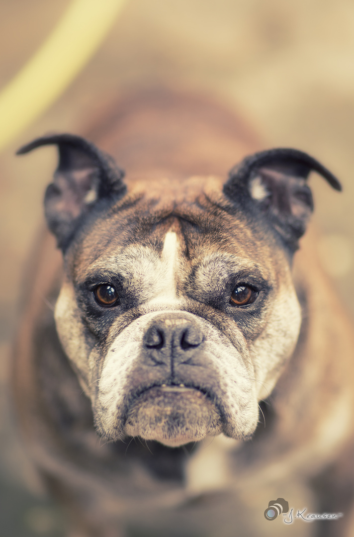 Französische Bulldogge