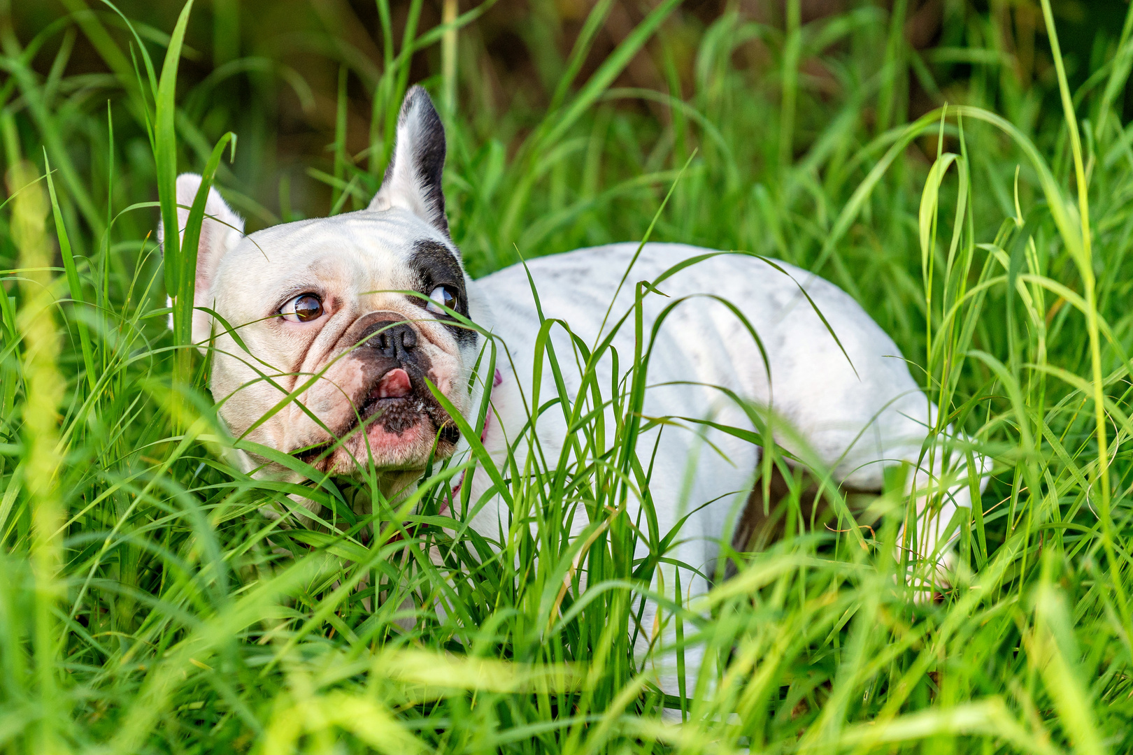 Französische Bulldogge