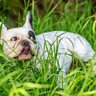 Französische Bulldogge