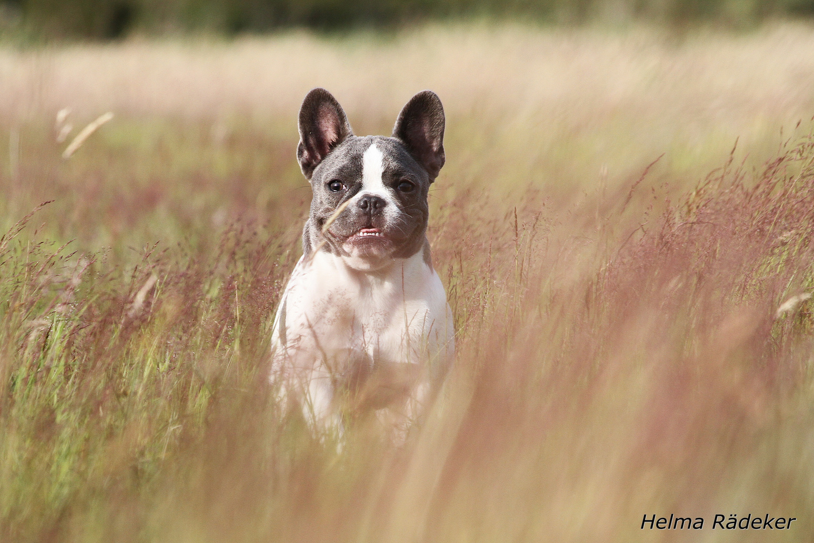 Französische Bulldogge Belinda 2