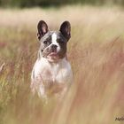 Französische Bulldogge Belinda 2