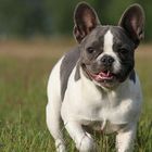 Französische Bulldogge Belinda