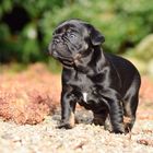 Französische Bulldogge Black und Tan Welpe