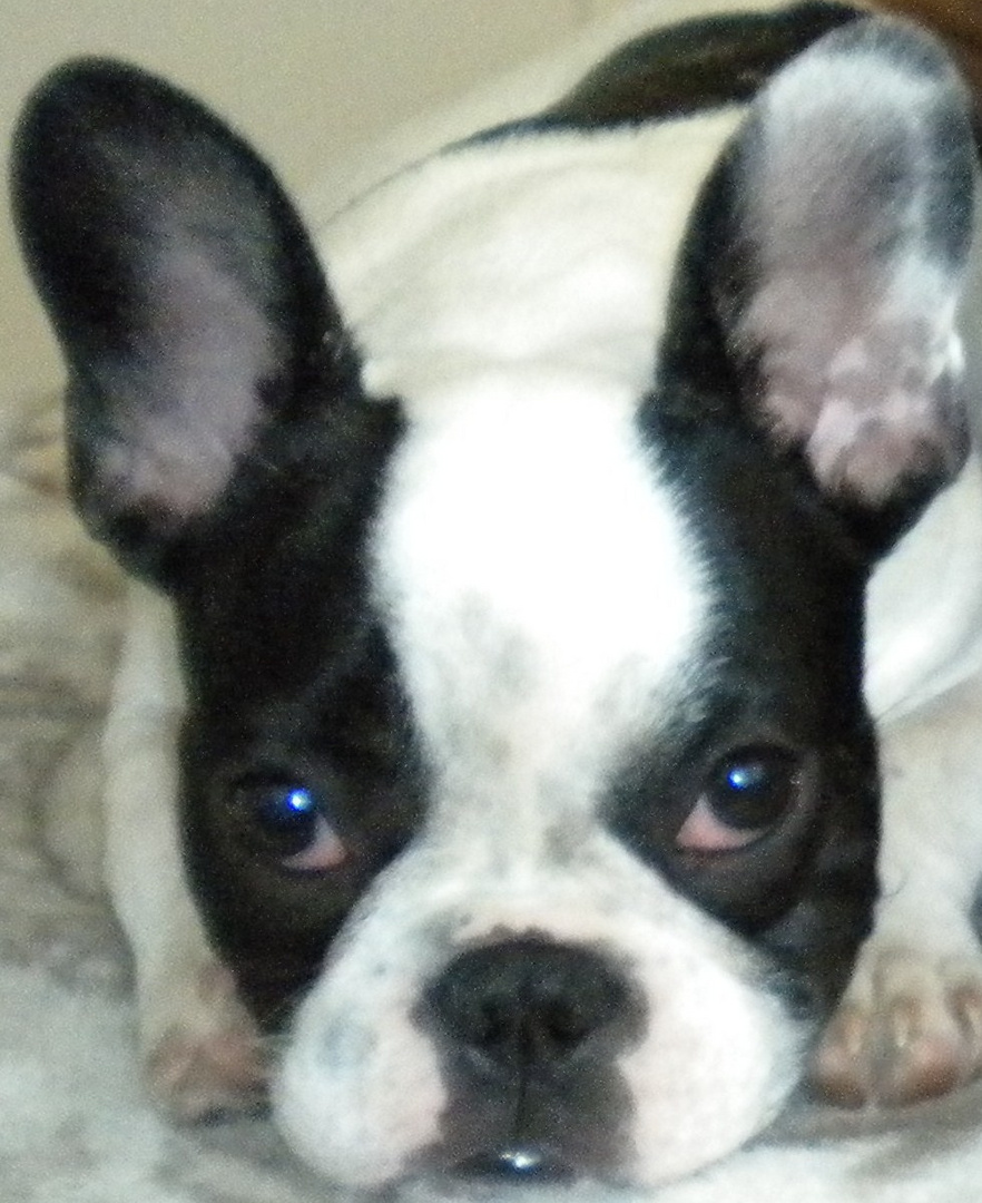 Französische Bulldogge - Buddy - french bulldog