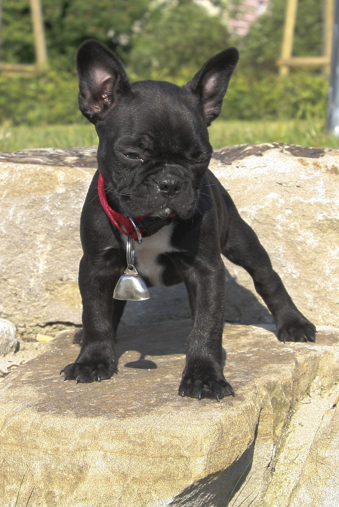 Französische Bulldogge "Buffy"