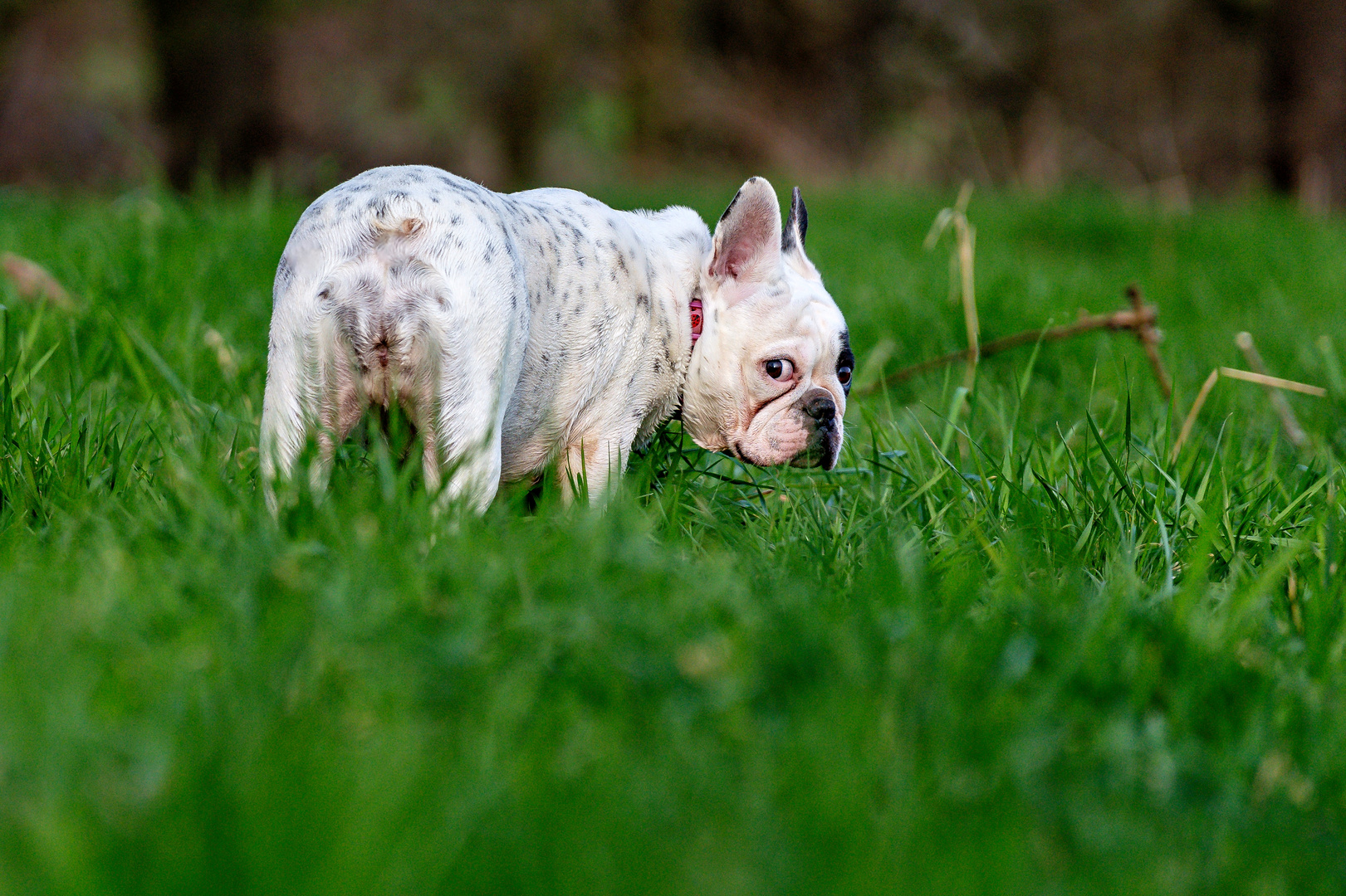 Französische Bulldogge