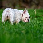 Französische Bulldogge