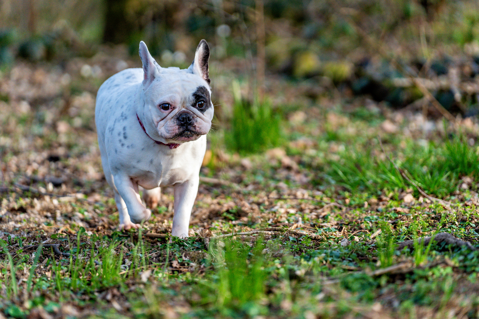 Französische Bulldogge