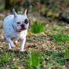 Französische Bulldogge