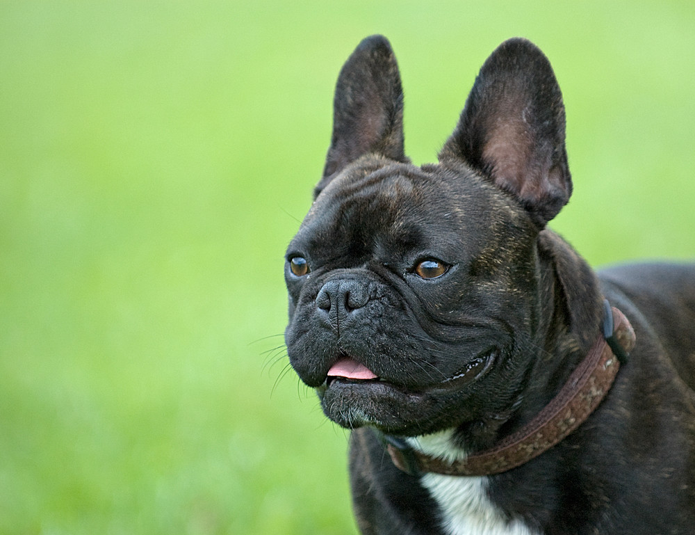 Französische Bulldogge