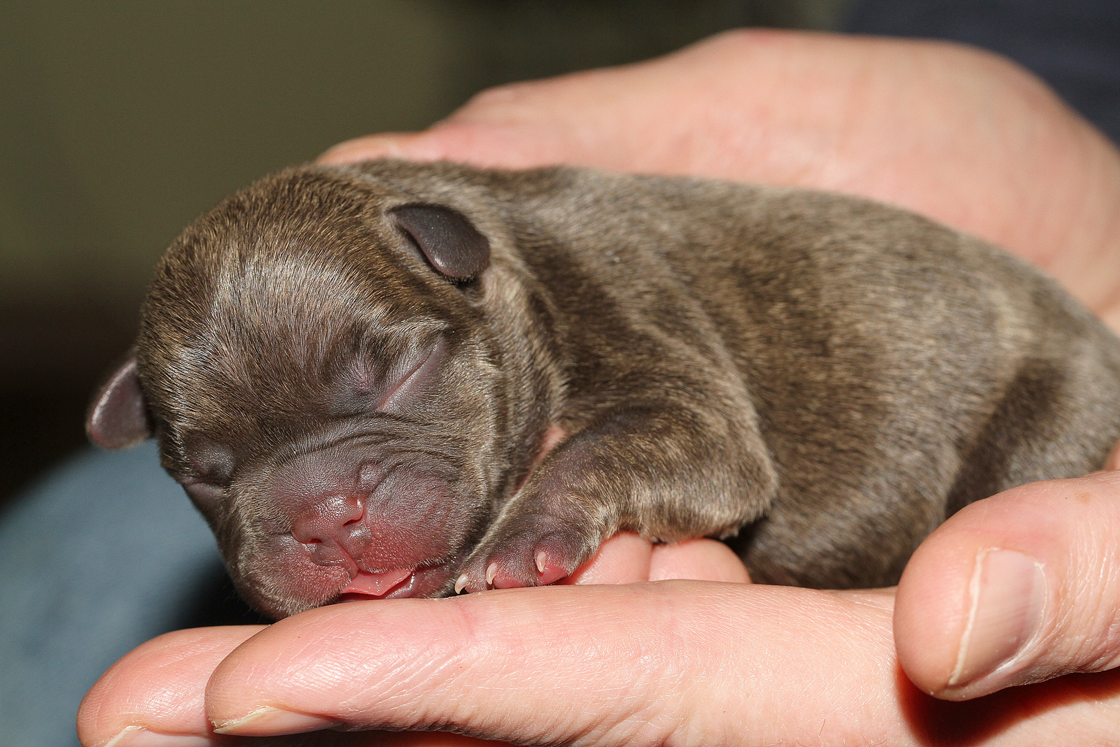 Französische Bulldogge, chocolate