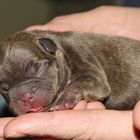 Französische Bulldogge, chocolate