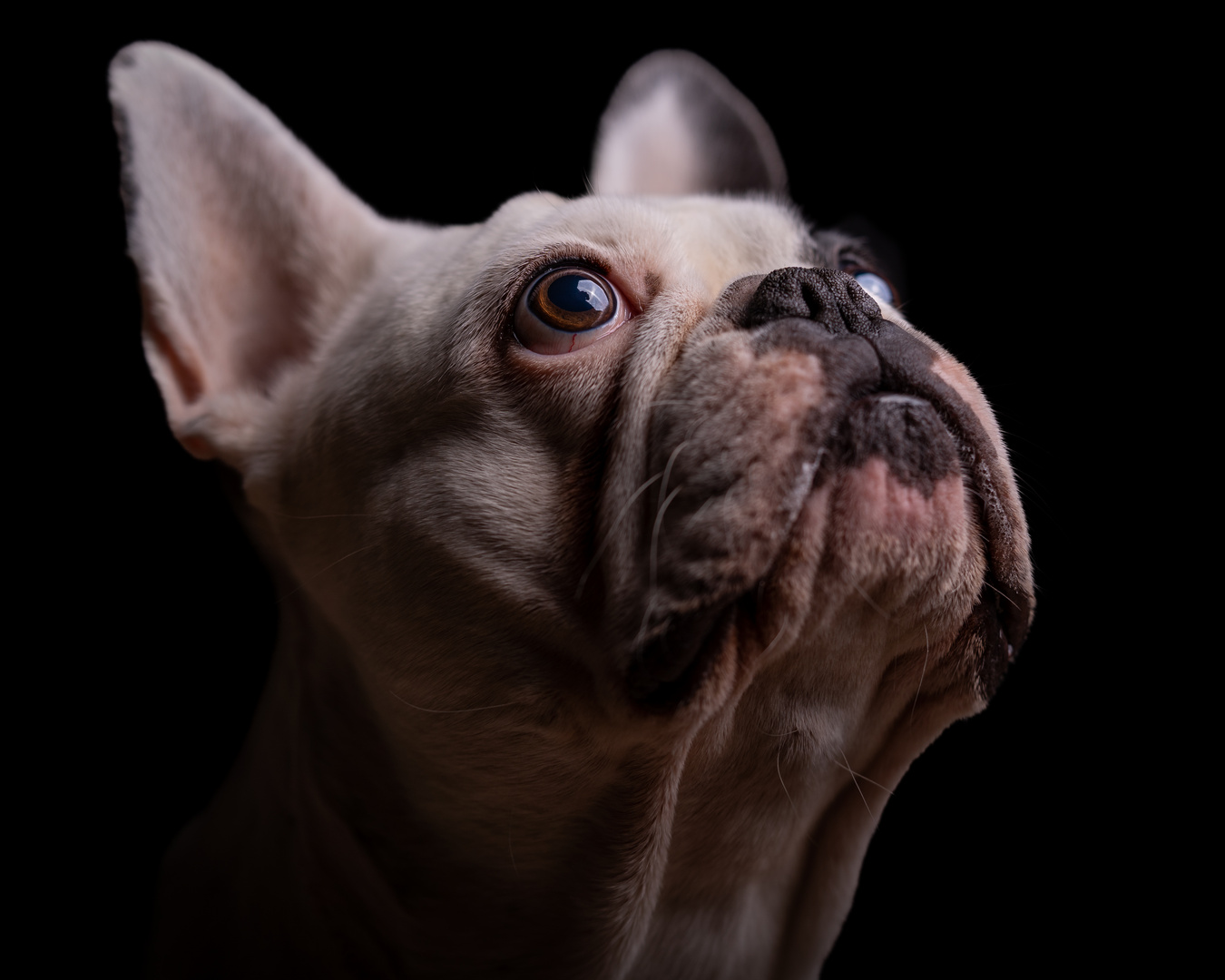 Französische Bulldogge