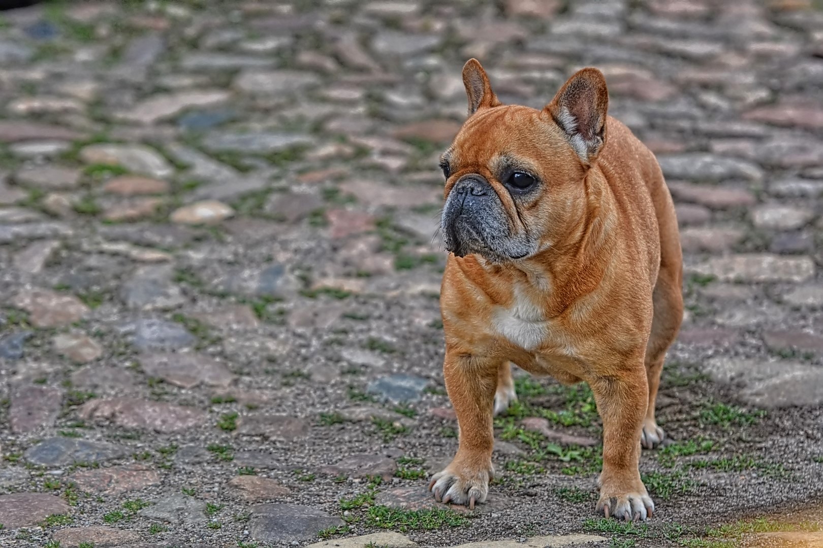 Französische Bulldogge