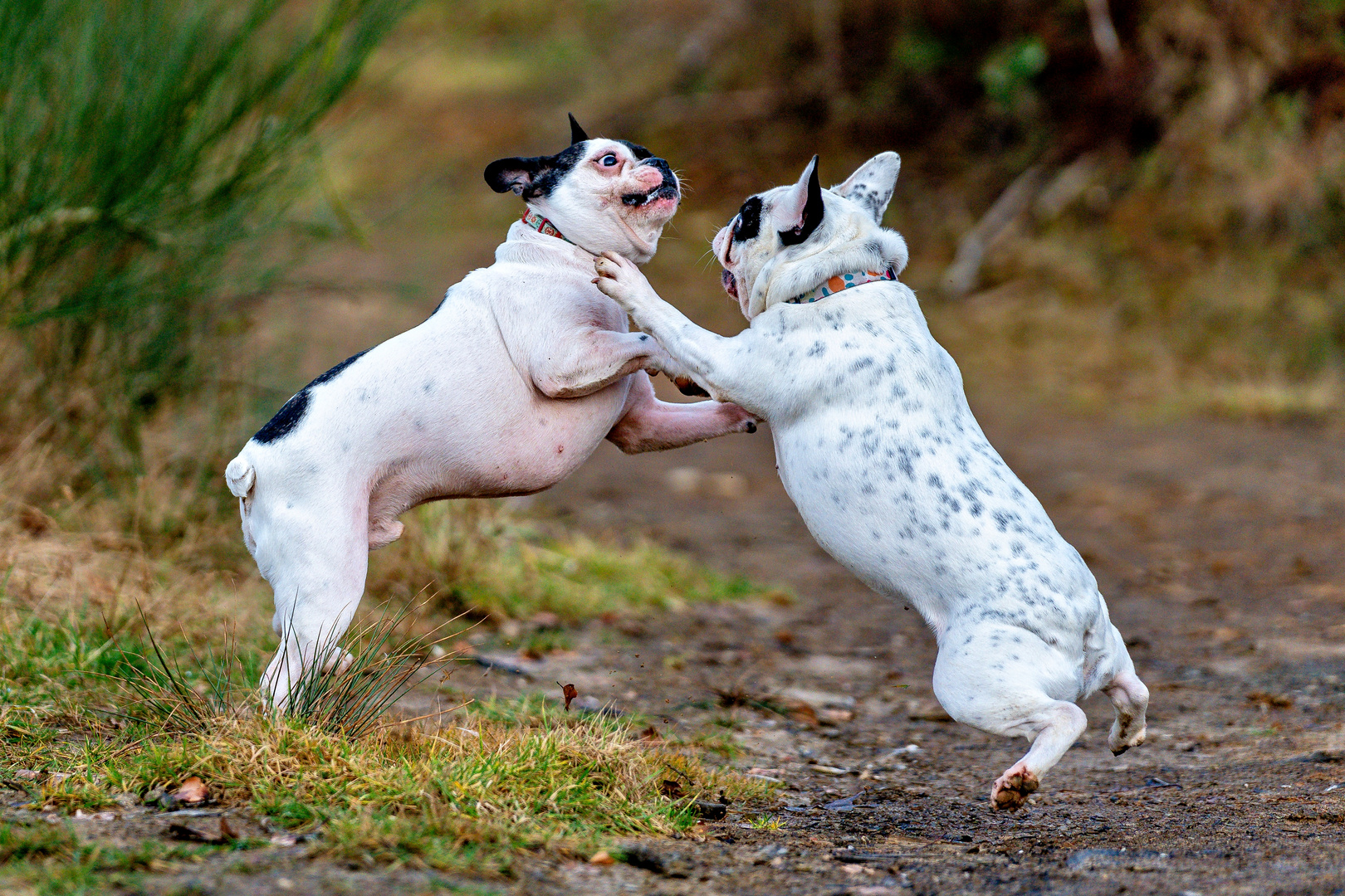 Französische Bulldogge