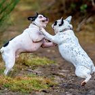 Französische Bulldogge