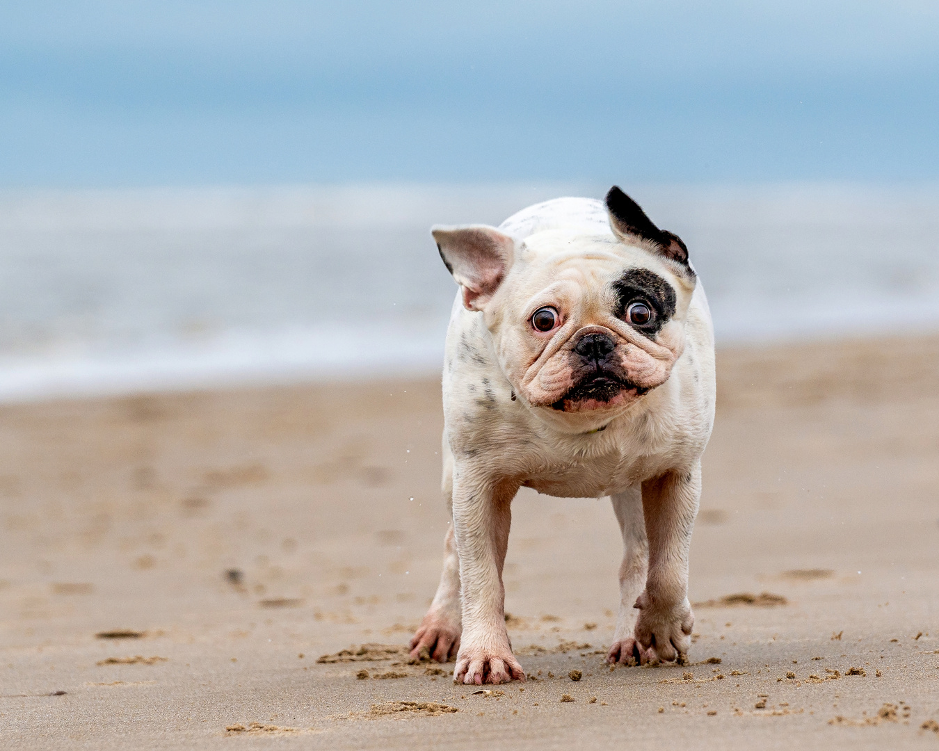 Französische Bulldogge