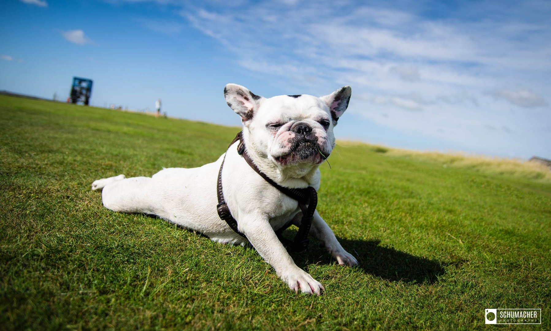 Französische Bulldogge "Emma"