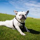 Französische Bulldogge "Emma"