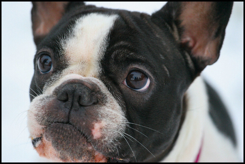 Französische Bulldogge Emma