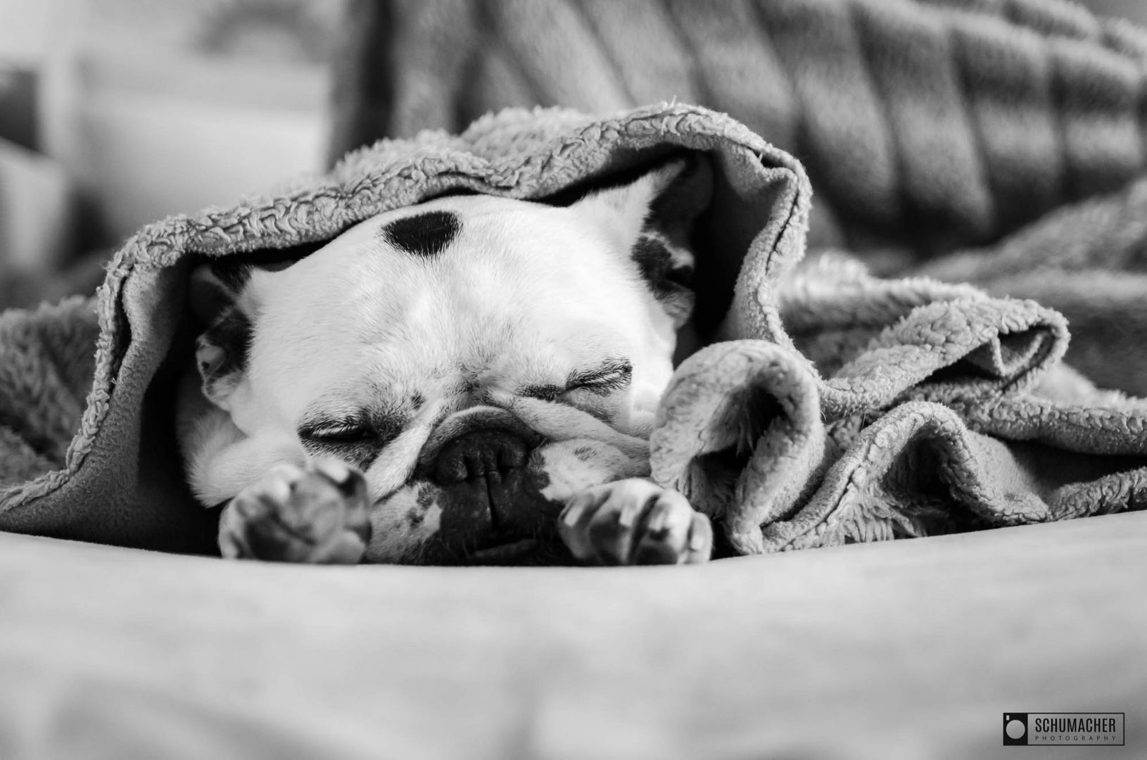 Französische Bulldogge "Emma"