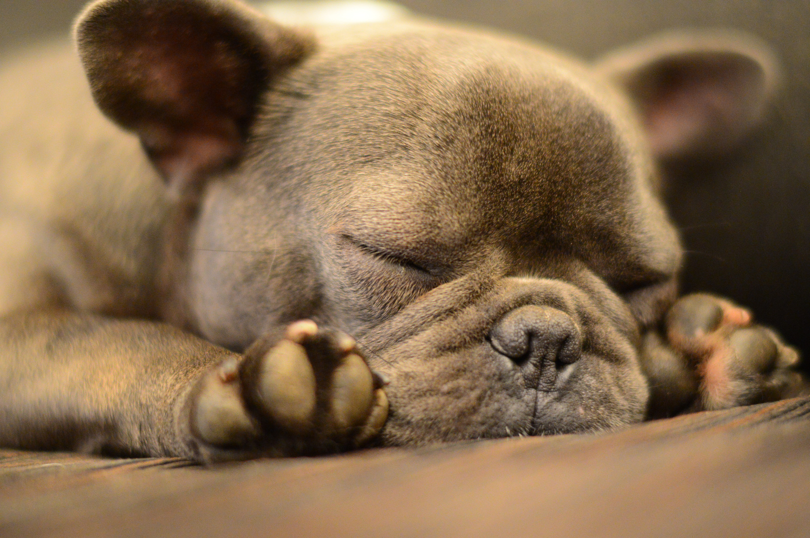 Französische Bulldogge Etienne