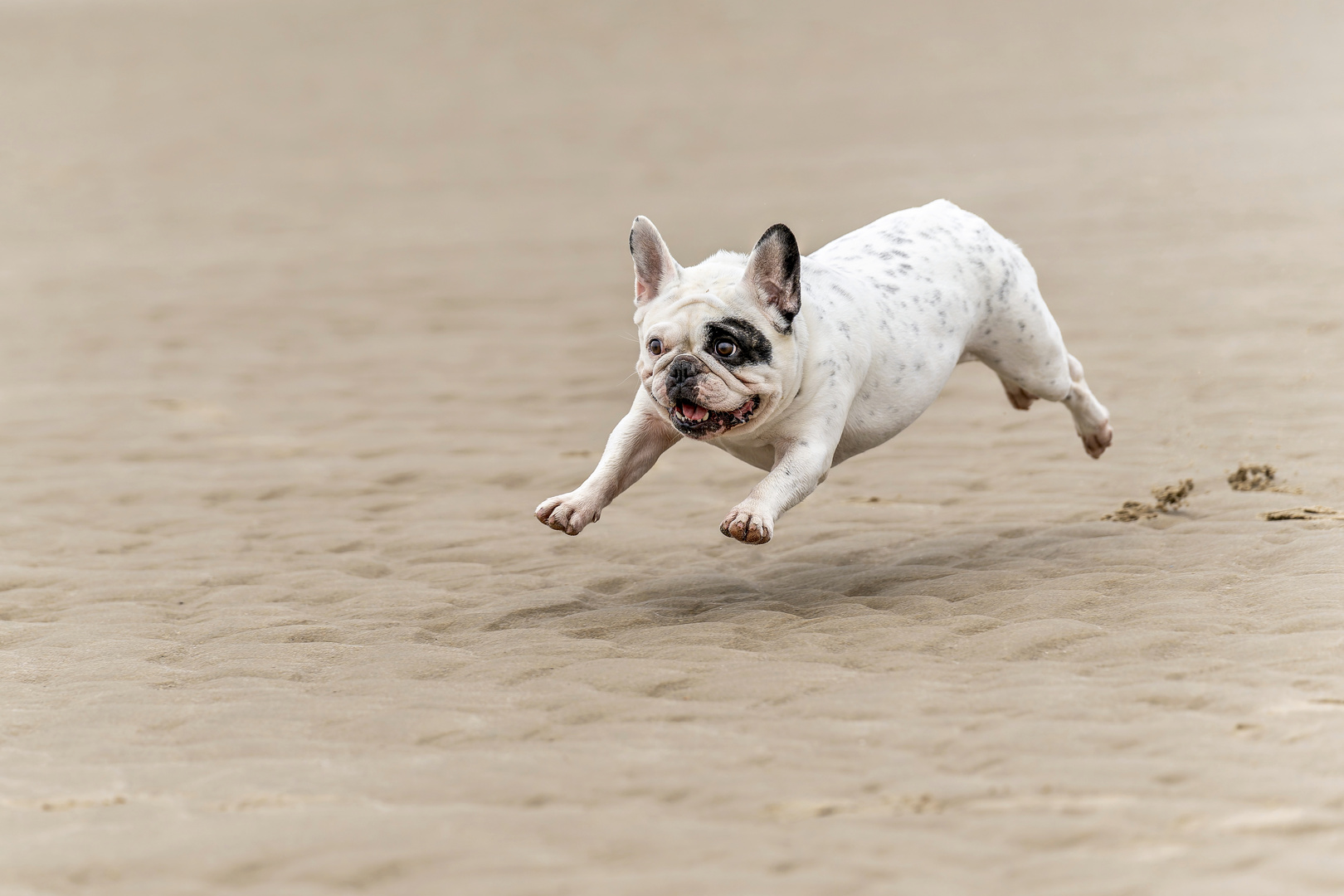 Französische Bulldogge