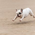 Französische Bulldogge