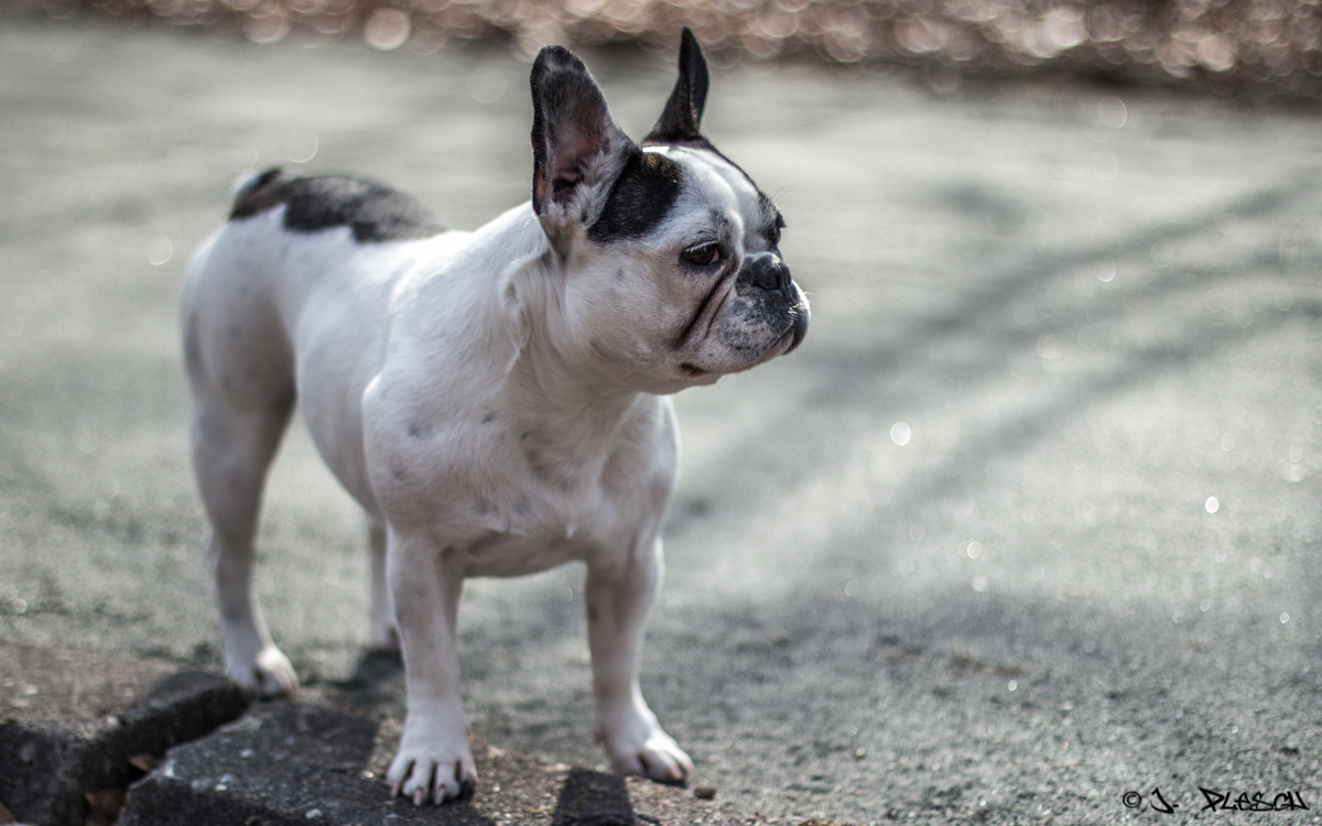 Französische Bulldogge