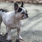 Französische Bulldogge