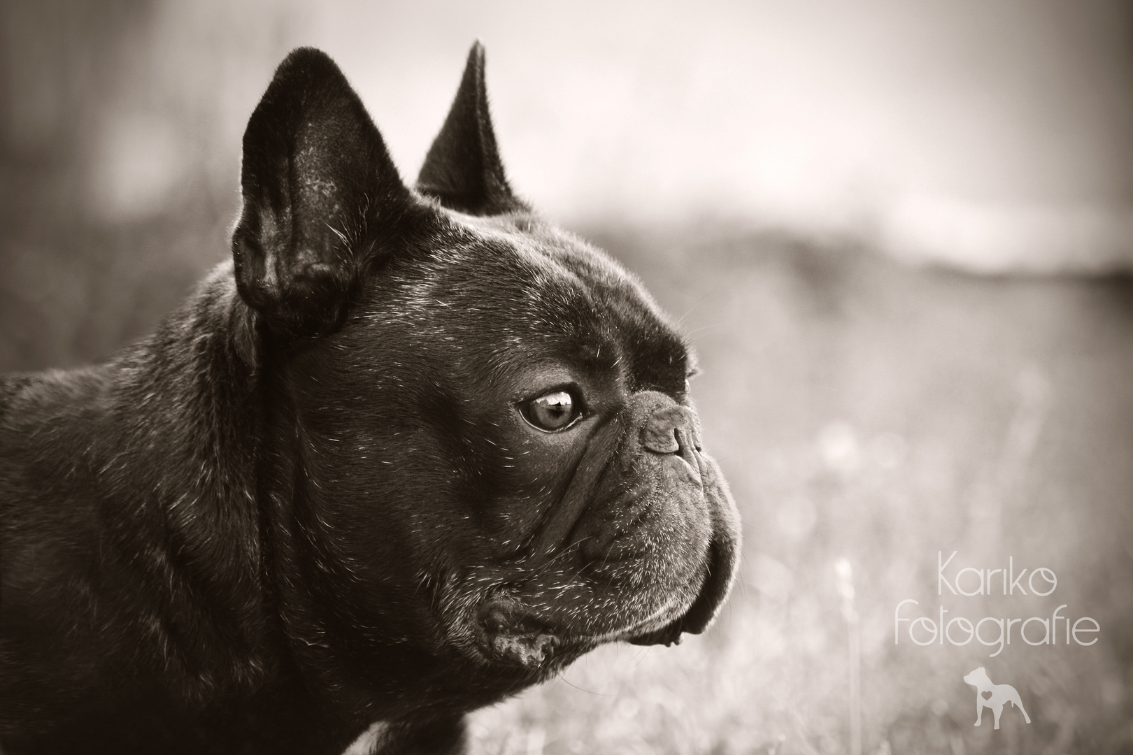 Französische Bulldogge