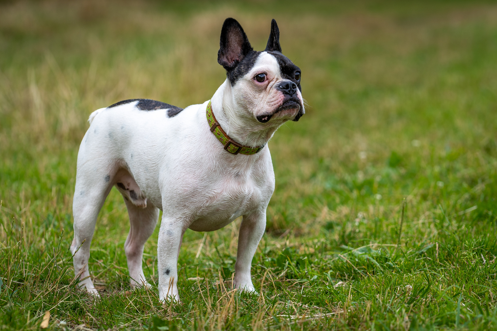 Französische Bulldogge