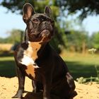 Französische Bulldogge