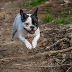 Französische Bulldogge