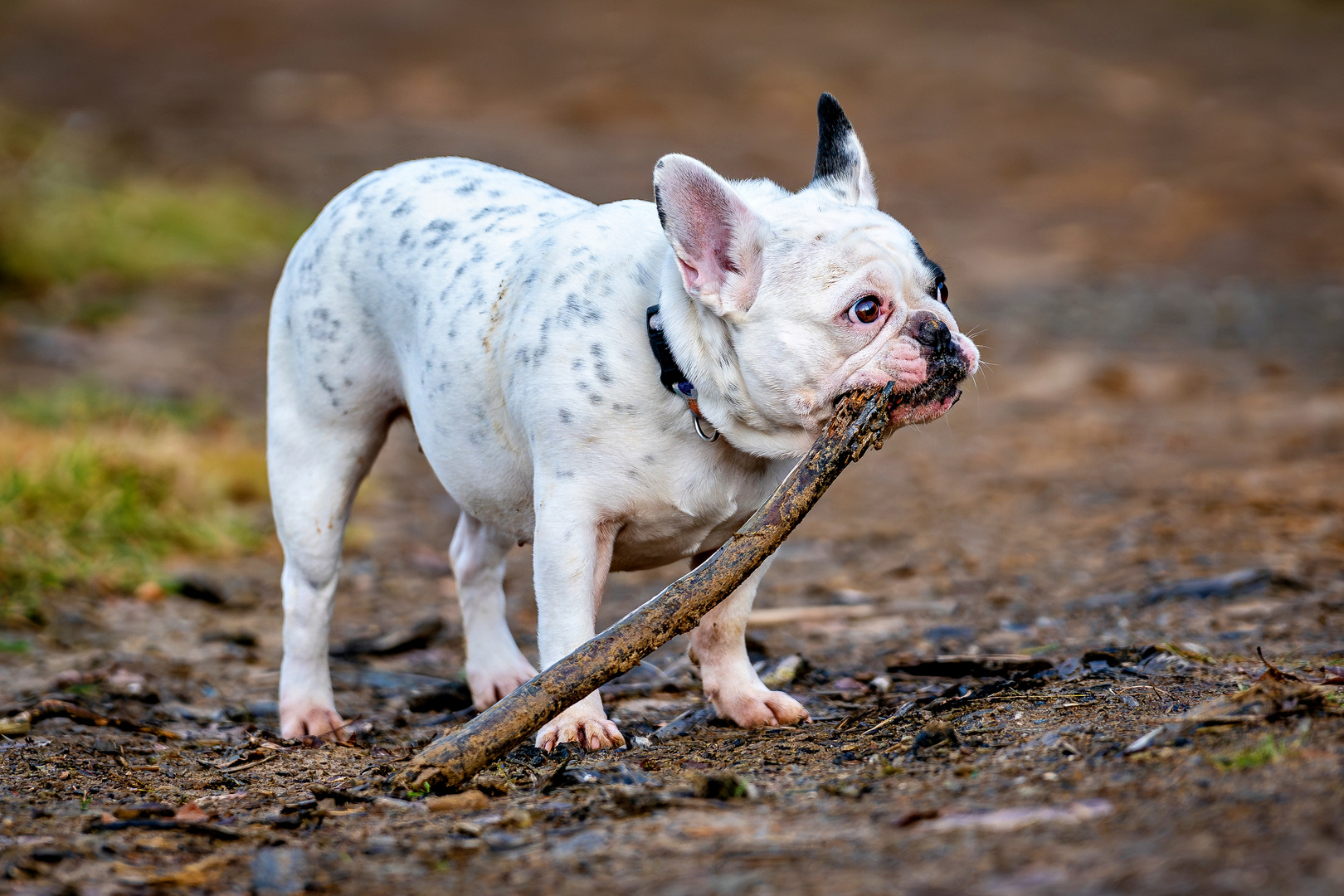 Französische Bulldogge