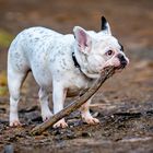 Französische Bulldogge