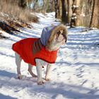 Französische Bulldogge im Winter