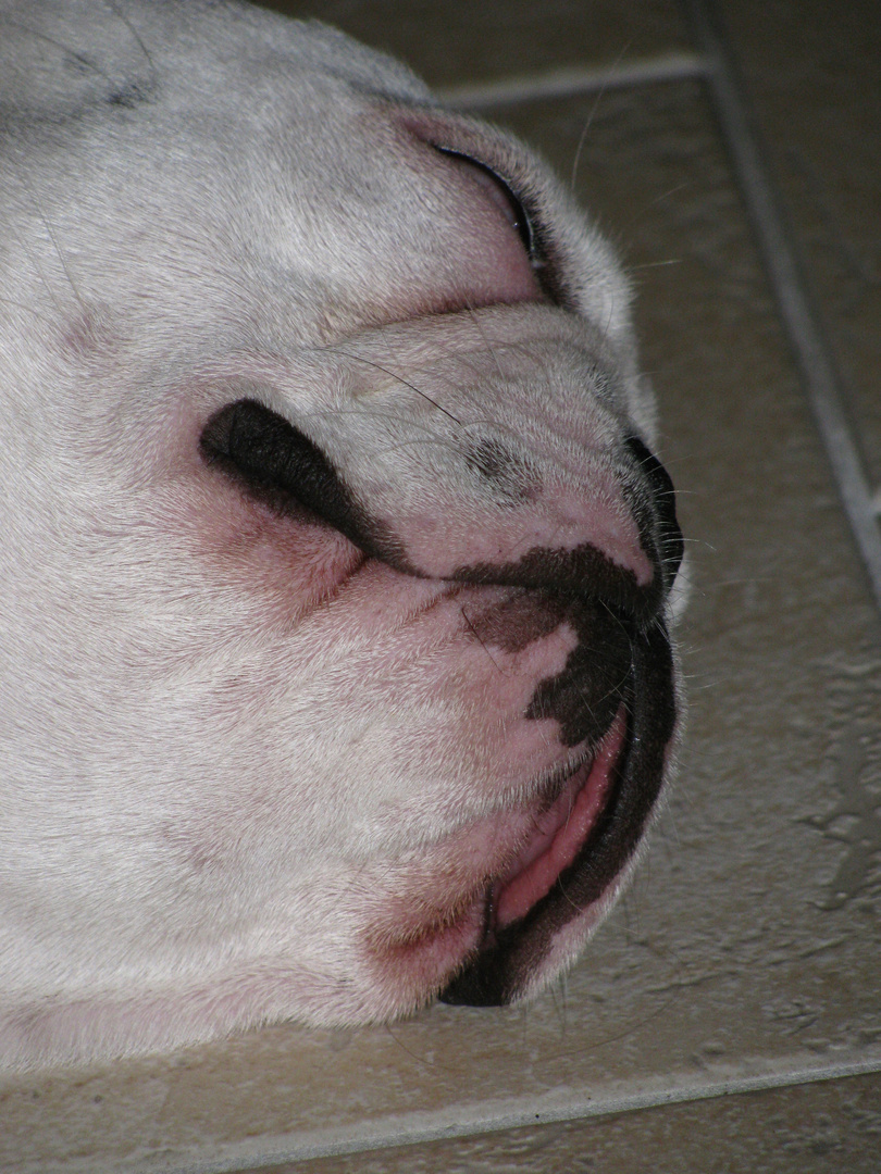 französische Bulldogge Jena