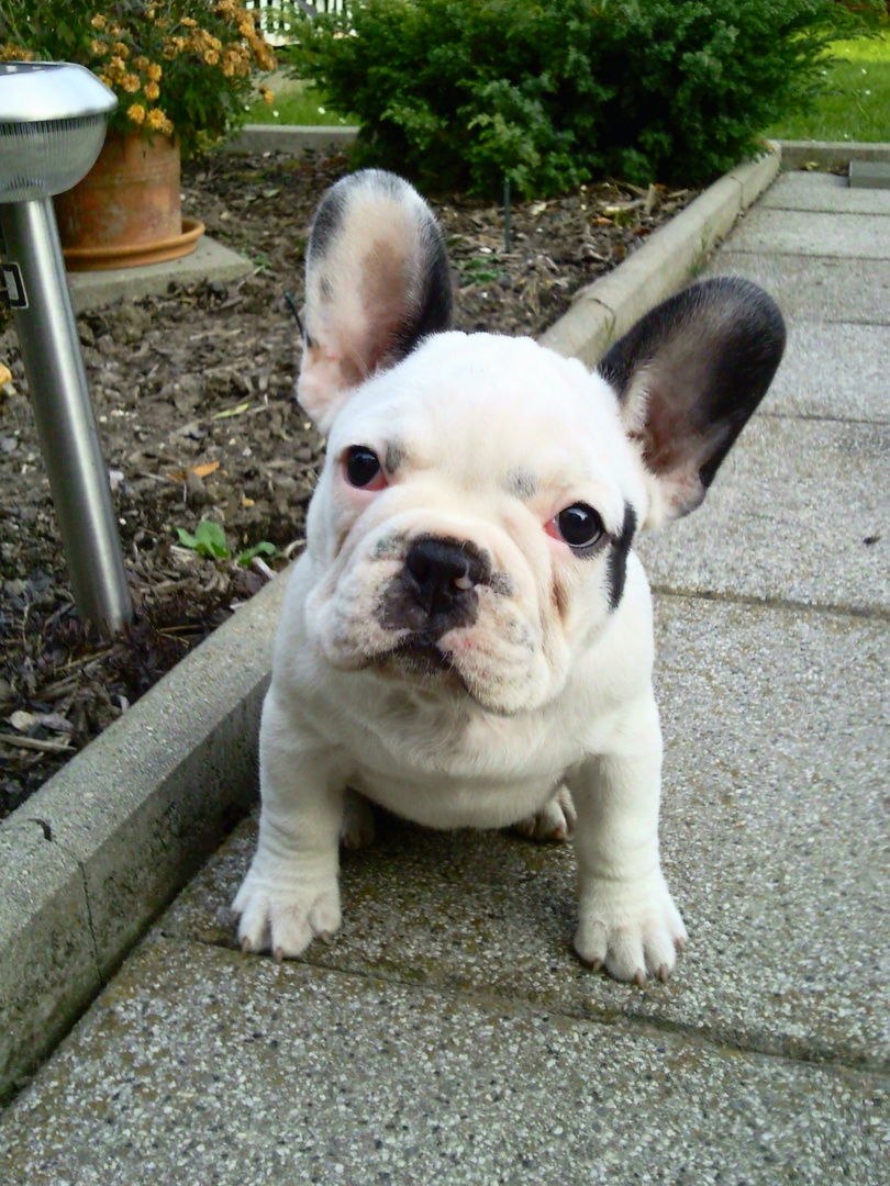 französische Bulldogge Jena