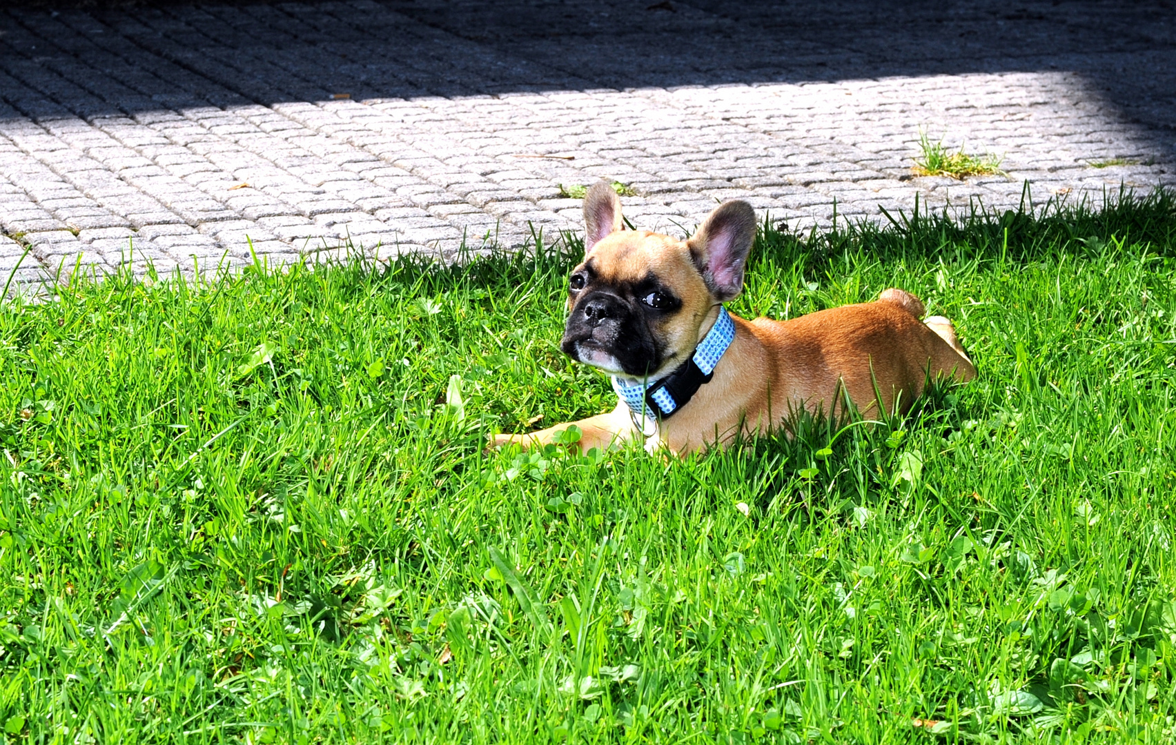 Französische Bulldogge Lissy