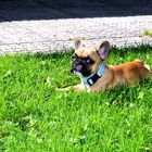 Französische Bulldogge Lissy